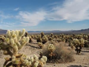 Cholla Garden Cacti