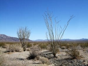 Ocotillo Patch Flowers