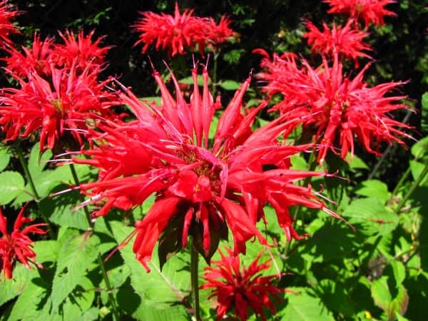 Bee Balm Leaves