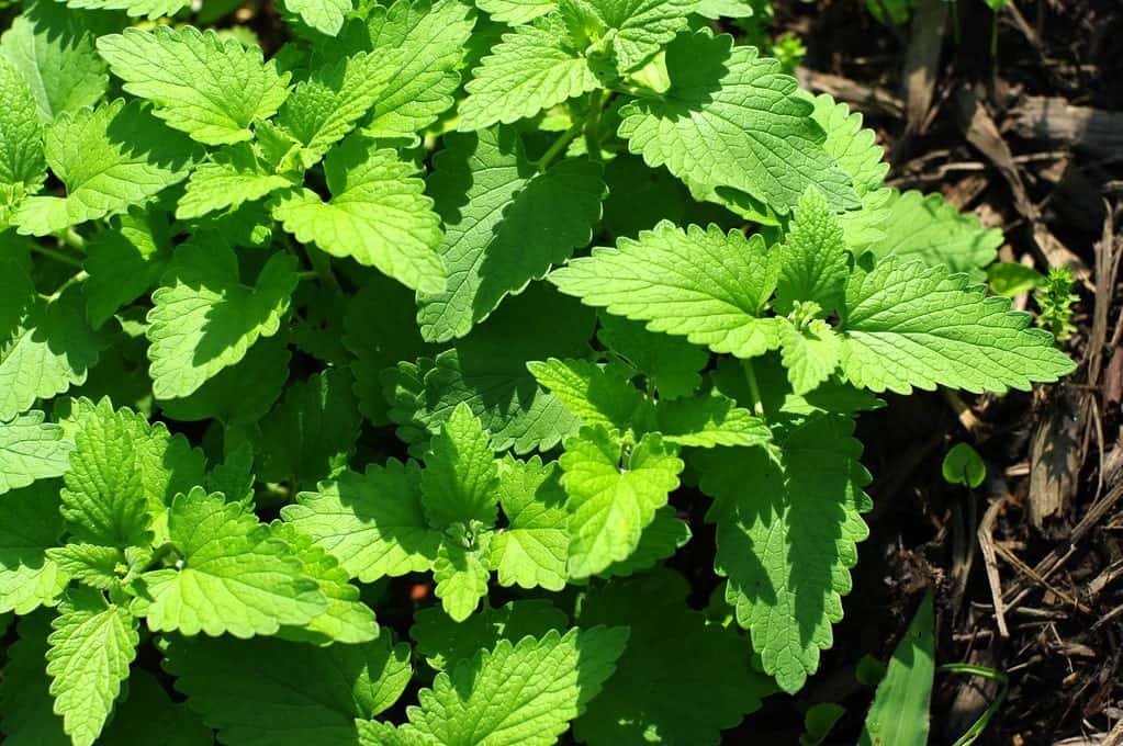 Catnip Leaves