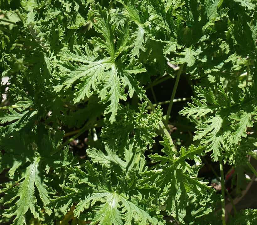 Citronella Leaves