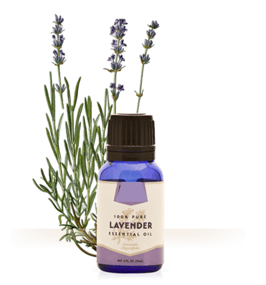 Lavender Essential Oil