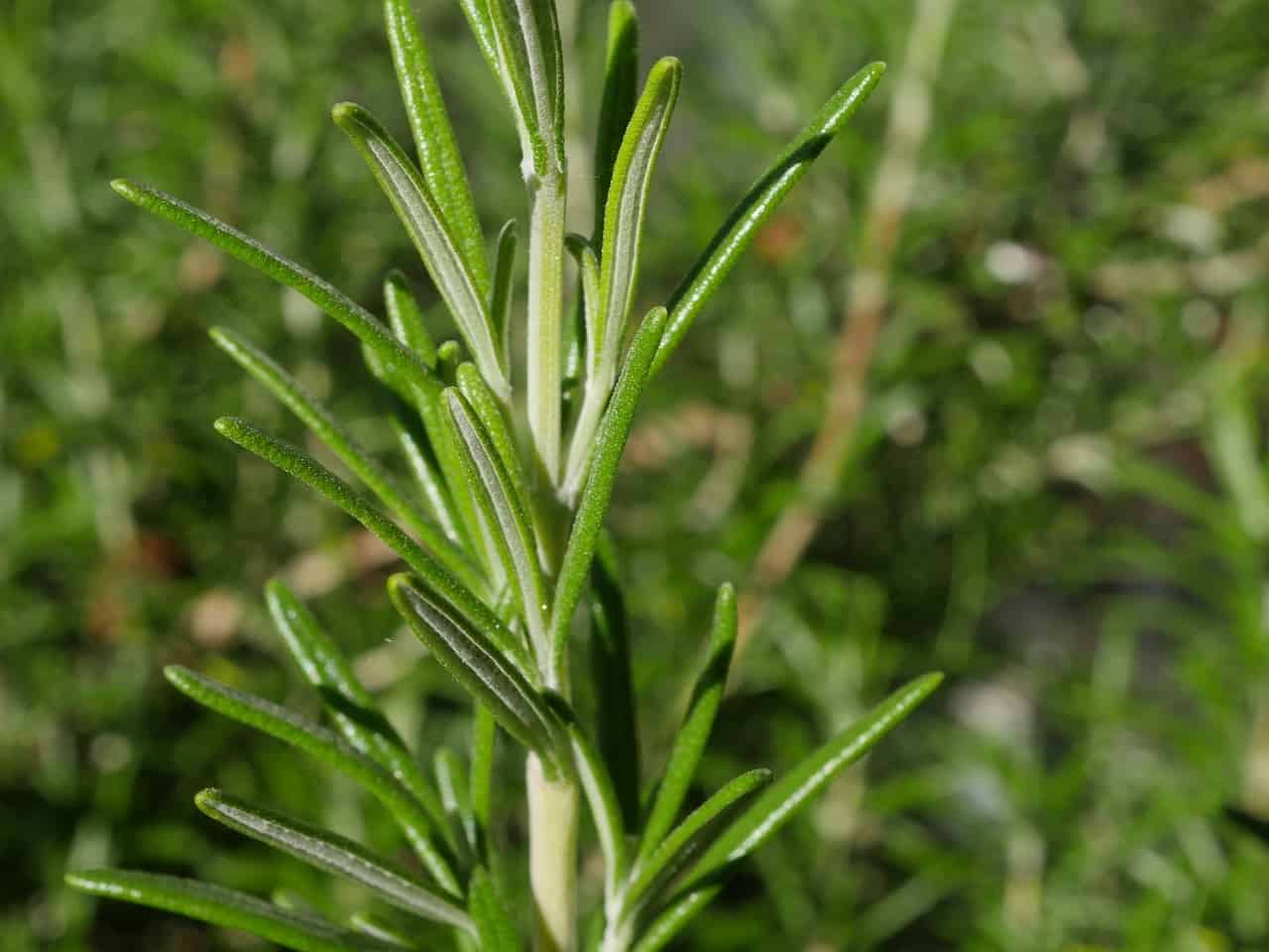 Rosemary