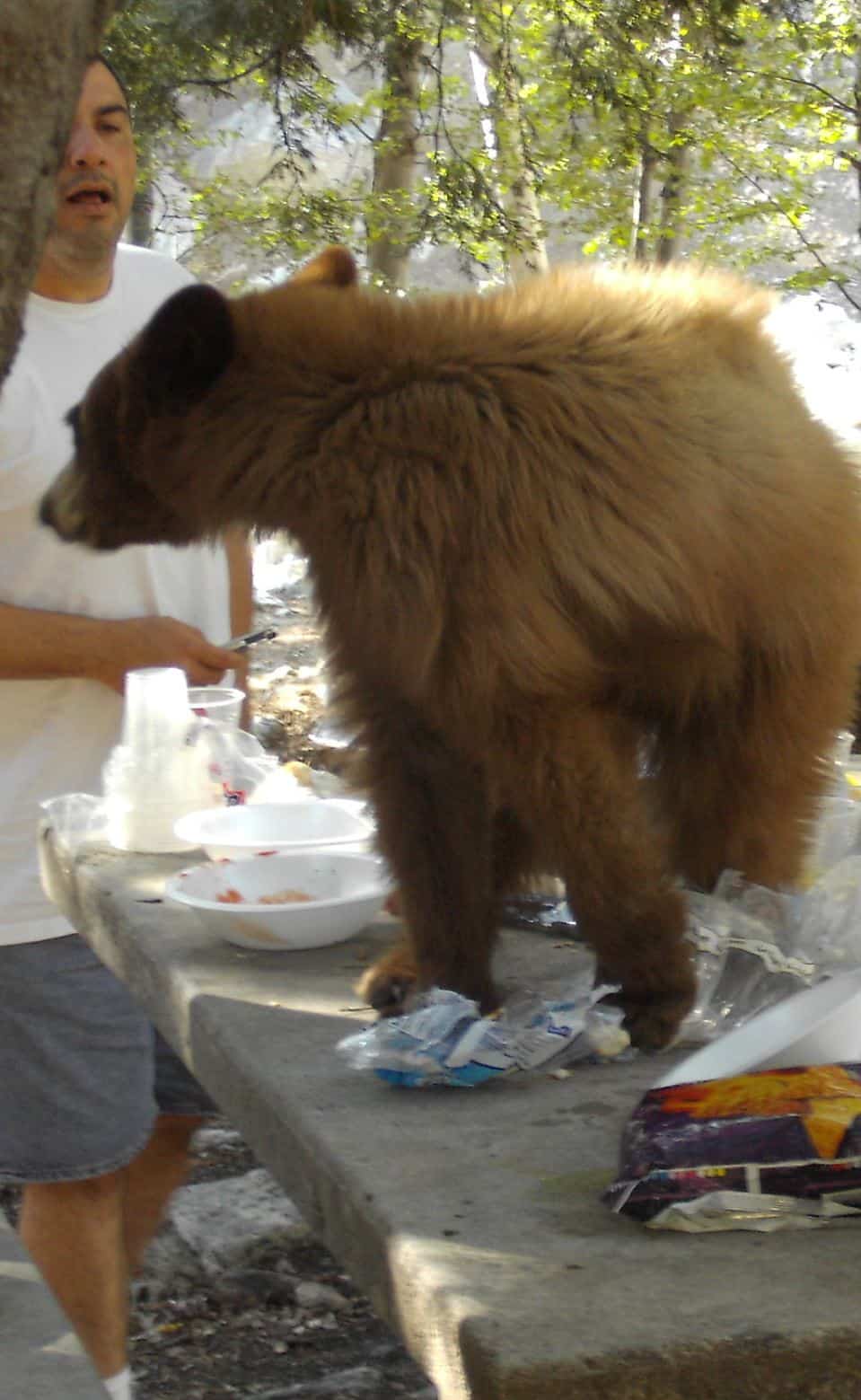 Bear Eating Food at Campsite