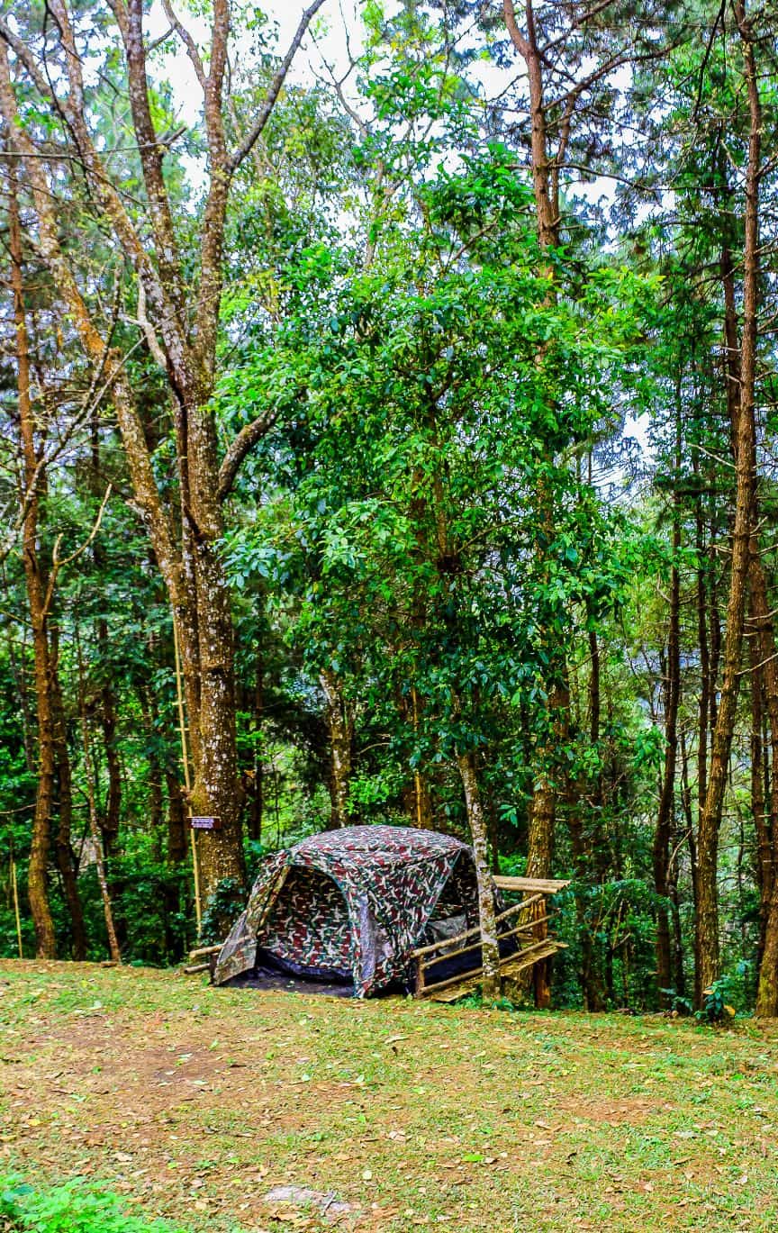 Tent near Heavy Vegetation