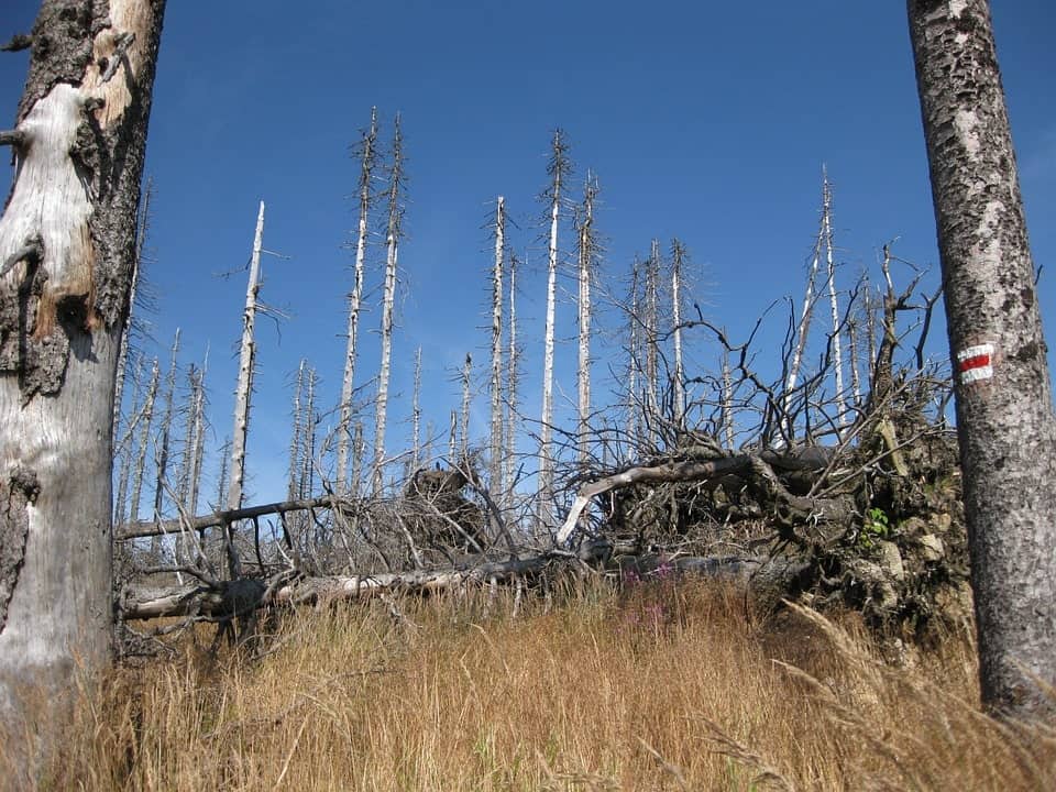 Fallen Dead Tree