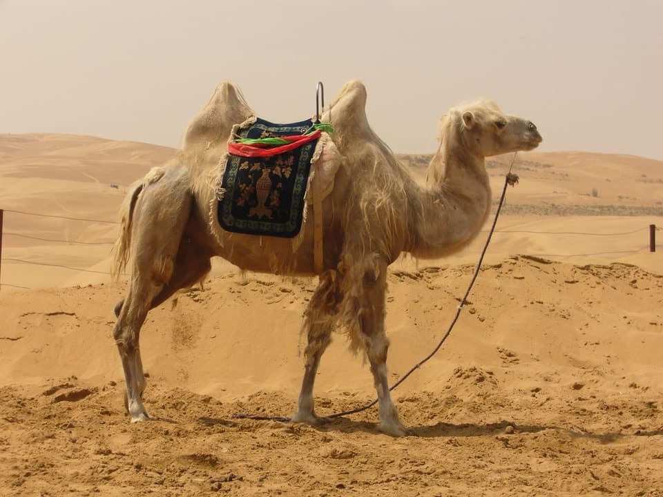 Traveling by Camel - Camping in the Desert