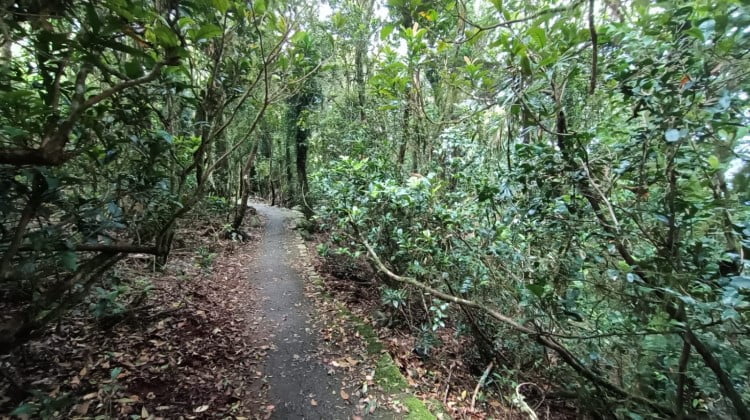 One of the hike trails in Australia